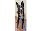 Adopt NORMAN a Husky, Mixed Breed