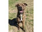 Adopt Mister Meener a Plott Hound, Boxer