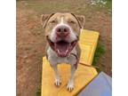Adopt Medallion a Pit Bull Terrier