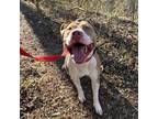 Adopt Medallion a Pit Bull Terrier
