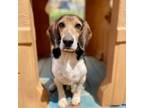 Adopt Biscotti a Beagle