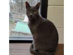 Adopt Jackson a Domestic Short Hair