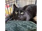 Adopt Milo a Domestic Short Hair