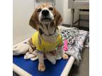 Adopt Sweet Baby Rays a Beagle