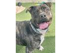 Adopt Zeus a Pit Bull Terrier, Mixed Breed