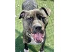 Adopt Zeus a Pit Bull Terrier, Mixed Breed