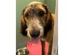 Adopt Fleetfoot a Airedale Terrier, Hound