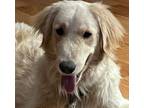 Adopt Murphy - IN VERMONT a Golden Retriever, Great Pyrenees