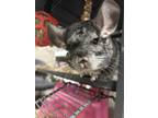 Adopt Chinzilla a Chinchilla