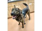 Adopt Kuzco a Labrador Retriever, Mixed Breed