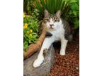 Adopt Dwight a Domestic Short Hair