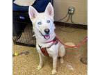 Adopt Forest a Husky