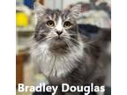 Adopt Bradley Douglas a Domestic Long Hair