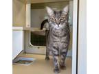 Adopt Taco a Domestic Short Hair