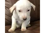 Adopt Froggy - Our Gang Crew a Jindo