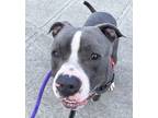 Adopt Truffles a Pit Bull Terrier, Mixed Breed
