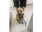 Adopt Cowboy a Cattle Dog