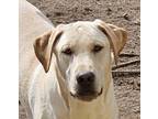 Adopt Edzo - Cross Posting a Labrador Retriever