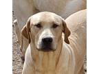 Adopt Fitz - Cross Posting a Labrador Retriever