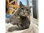 Adopt Anubis a Tabby, Domestic Short Hair