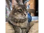 Adopt Prince Able, Duke of Chattsville, His Royal Highness a Tabby