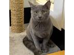 Adopt Mercury a Domestic Short Hair