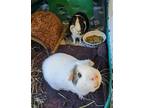 Adopt Winston and Willis a Guinea Pig