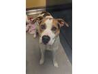 Adopt Boone a Mixed Breed