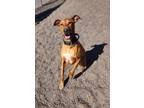 Adopt Duke a Doberman Pinscher, Coonhound