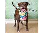 Adopt Hershey a Chocolate Labrador Retriever