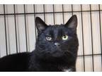 Adopt Turtle a Domestic Short Hair