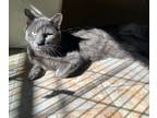 Adopt Gator a Domestic Short Hair