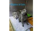 Adopt Shadow and Cora a Russian Blue, Tabby