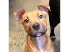 Adopt Sway a Pit Bull Terrier