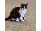 Adopt Smudge a Snowshoe