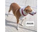 Adopt Roscoe a Australian Shepherd, Beagle