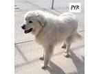 Adopt Pyr a Great Pyrenees