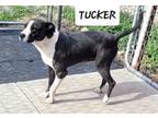 Adopt Tucker a Boxer