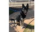 Adopt LUKE a Shepherd, Mixed Breed