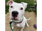 Adopt Rocky Mountain a Pit Bull Terrier