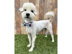 Adopt Marshmallow a Poodle