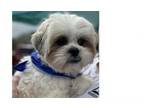 Adopt Zeke a Lhasa Apso, Shih Tzu