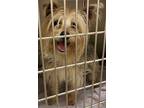 Adopt Pazole (Scooter) dup of Scooter a Yorkshire Terrier