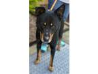 Adopt Max- Run 25 Tag 14 a Rottweiler