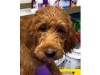 Adopt Benedict a Labradoodle