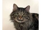 Adopt Pepper a Domestic Long Hair