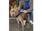 Adopt Fulton a Pit Bull Terrier