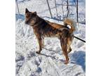 Adopt Kai a Dutch Shepherd, Mixed Breed