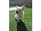 Adopt Elvis a West Highland White Terrier / Westie