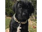 Cane Corso Puppy for sale in Reno, NV, USA